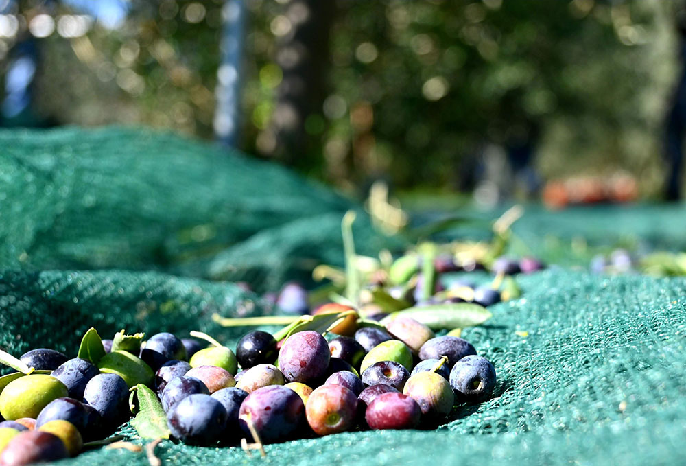 Raccolta delle olive